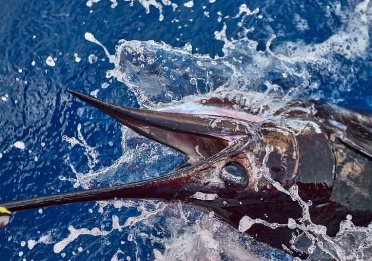 Exploring the Depths: The Growing Global Passion for Deep Sea Fishing