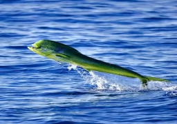 Dorado Fishing 
